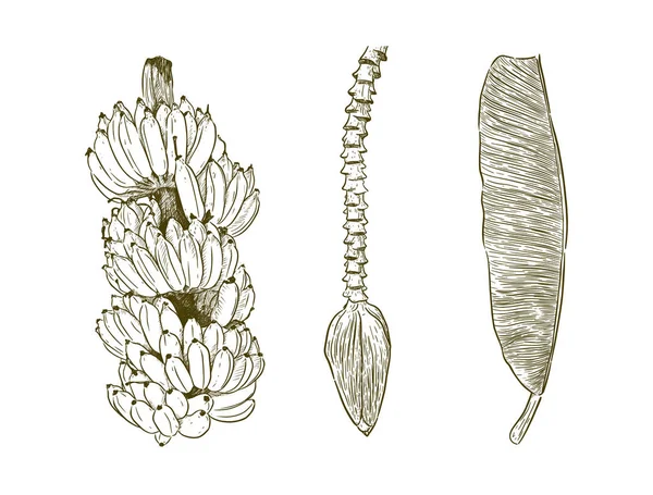 Pisang Awak Banana Thai Llamada Kluai Namwa Conjunto Dibujo Mano — Archivo Imágenes Vectoriales