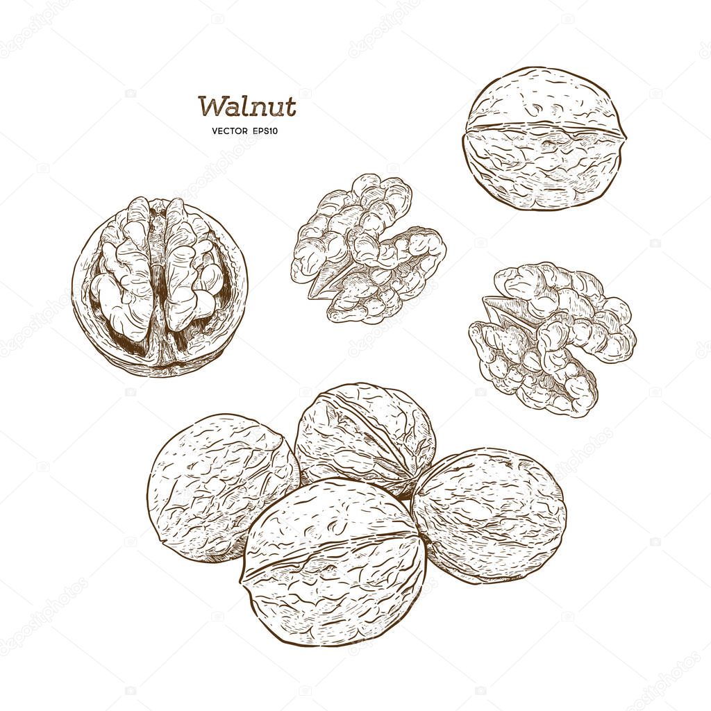 walnut illustration of hands, retro style, vector image - Vector