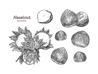 Fındık ceviz tohum vektör.