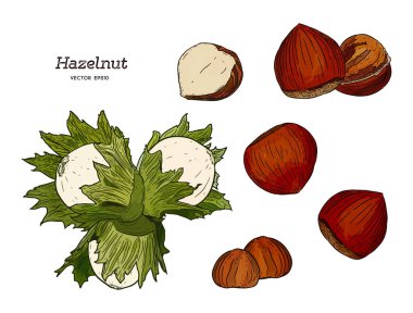 Fındık ceviz tohum vektör.