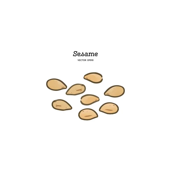 Sesame, hand draw vector. — Stock Vector
