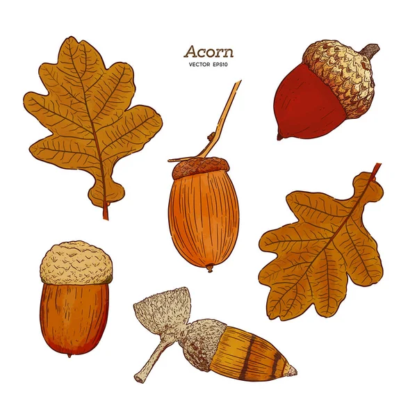 Set van acorn, hand loting schets vector. — Stockvector