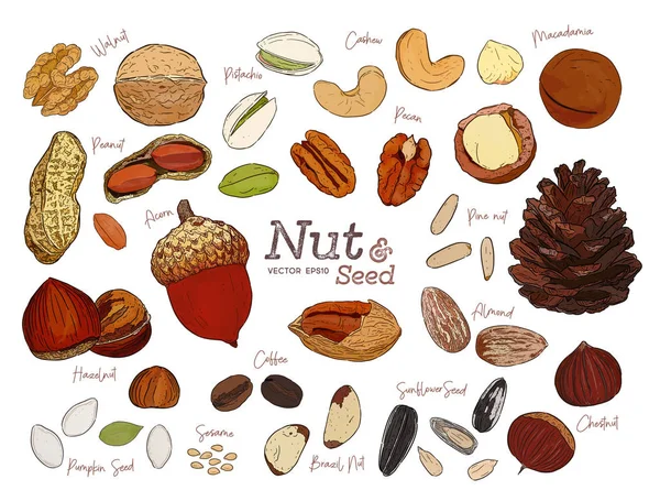 Nut and seed collection, hand draw vector. — Stock Vector