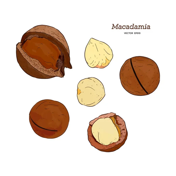 Colección de macadamia, dibujo a mano vector bosquejo . — Vector de stock