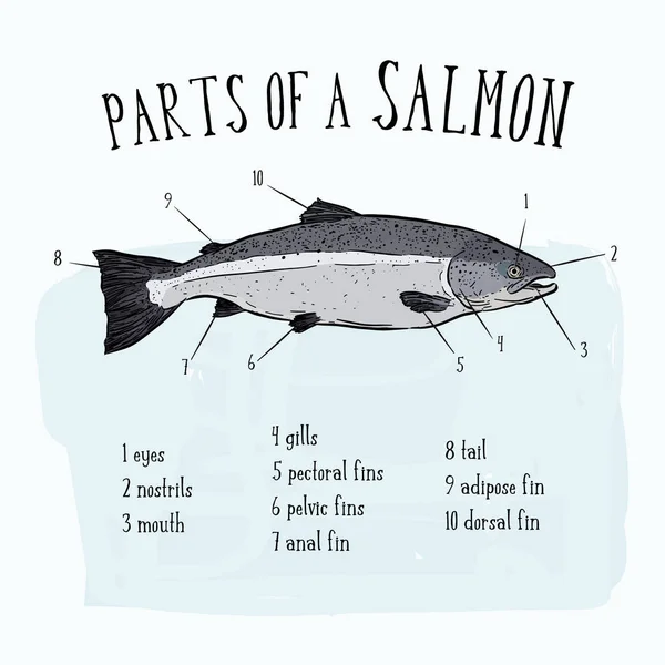 Diagrama que muestra partes de la ilustración del salmón - Vector — Vector de stock