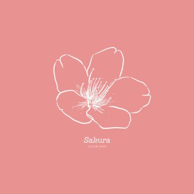 Sakura çiçek, el çizmek sketch vektör.