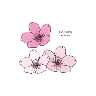 Sakura çiçek, el çizmek sketch vektör.