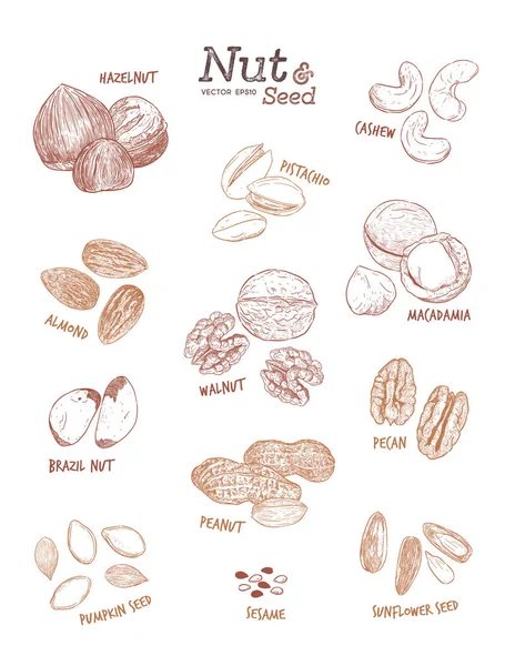 Kolekcja orzechów i nasion, rysować ręka wektor. — Wektor stockowy