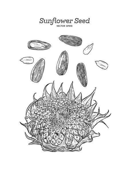 Sunflower seed, hand draw vector. — Stock Vector