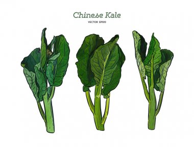 Chenese Kale veya Çin brokoli, el çizim kroki vektörü.
