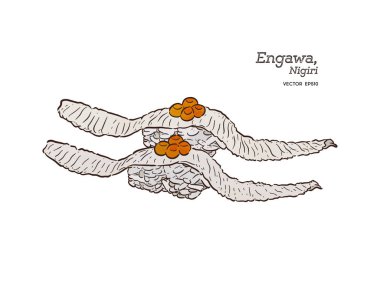 Engawa Nigiri, el çizim kroki vektörü.