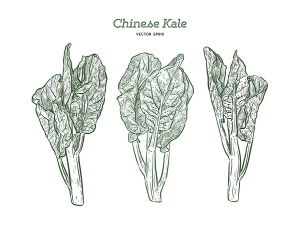Chenese Kale eller kinesiska broccoli, hand Rita skiss vektor. — Stock vektor