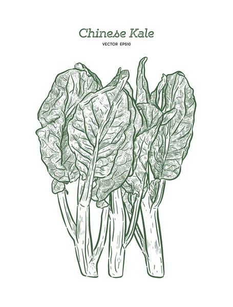 Chenese Kale ou brócolis chinês, desenho à mão vetor esboço . —  Vetores de Stock