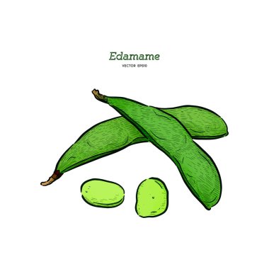 El çizilmiş kroki tarzı edamame yeşil fasulye skeçler ayarlayın. Vegan 