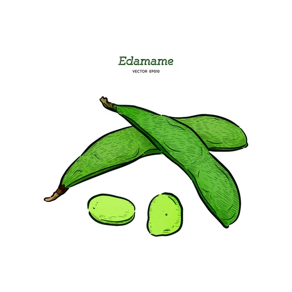 Ζωγραφισμένα στο χέρι σκίτσο στυλ edamame πράσινα φασόλια σετ σχέδια. Vegan — Διανυσματικό Αρχείο