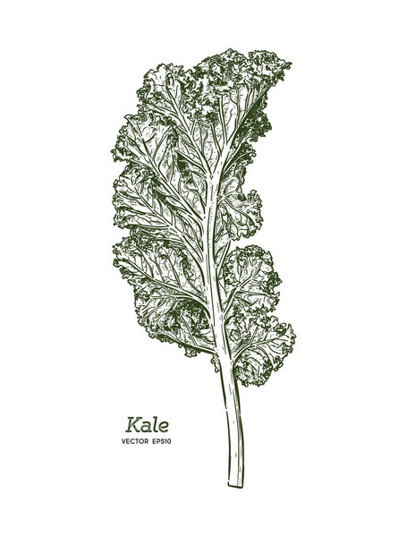 Kale, Hand draw sketch vector. Vegetable.