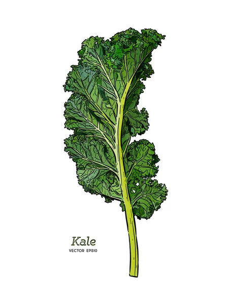 卡莱，手绘草图矢量。蔬菜. — 图库矢量图片