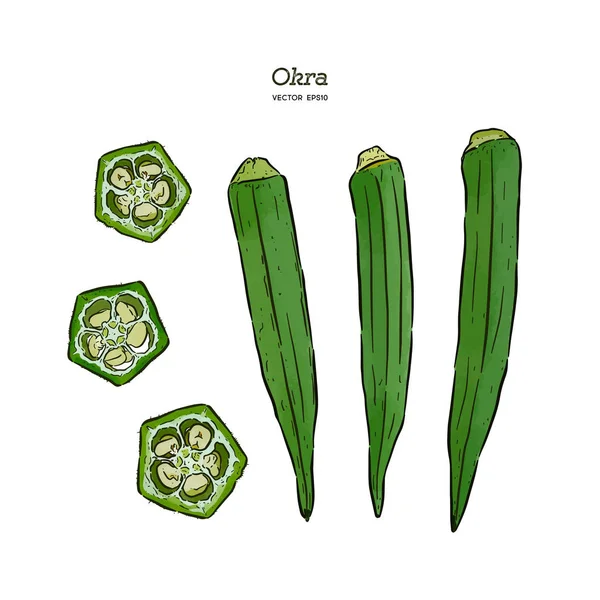 Okra, Dibujar a mano vector de boceto . — Vector de stock