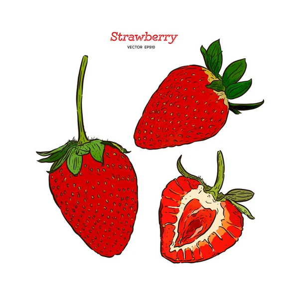 Set of strawberry. Vector hand drawn illustration — Stock Vector