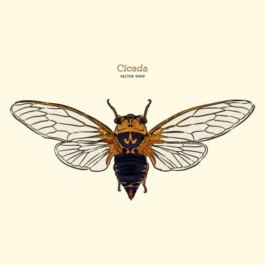 Cicada, el çizim kroki vektörü.
