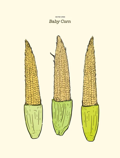 Mladý syrový baby kukuřice, ručně kreslit skica vektor. — Stockový vektor