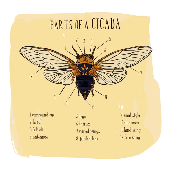 Onderdeel van Cicada, hand draw sketch vector. — Stockvector