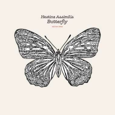 Güzel renkli Hestina Assimilis kelebek