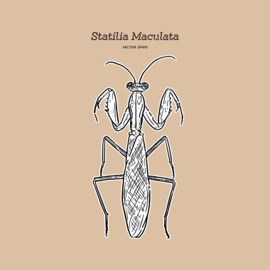 Statilia maculata, el çizim kroki vektörü.