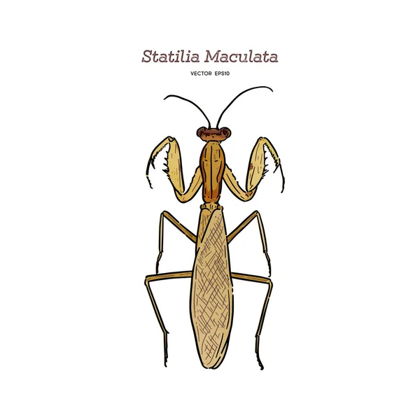 Statilia maculata, hand Rita skiss vektor. — Stock vektor