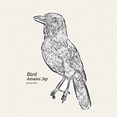 Lidth'ın Jay (Garrulus lidthi) Amami Island, Japonya