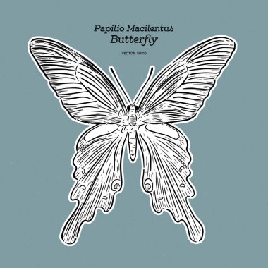 Papilio macilentus, uzun kuyruk spangle, butte bir türüdür