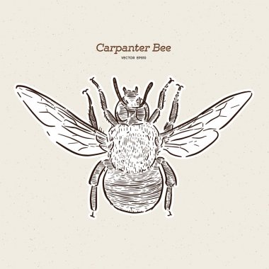 Download Xylocopa Premium Vector Download For Commercial Use Format Eps Cdr Ai Svg Vector Illustration Graphic Art Design 3D SVG Files Ideas | SVG, Paper Crafts, SVG File