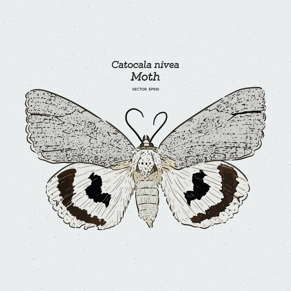 Catocala Moth - голарктический род мотыльков в Эре
