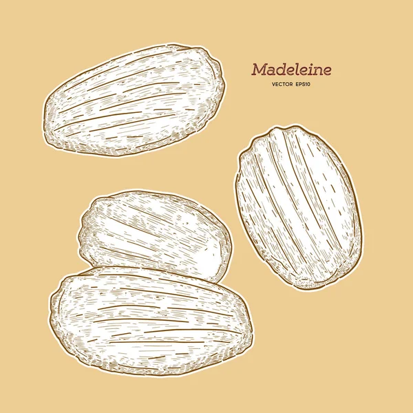 Madeleine de Commercy/beroemd Frans gebak. — Stockvector