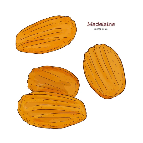 Madeleine de Commercy / Famosa pasticceria francese . — Vettoriale Stock