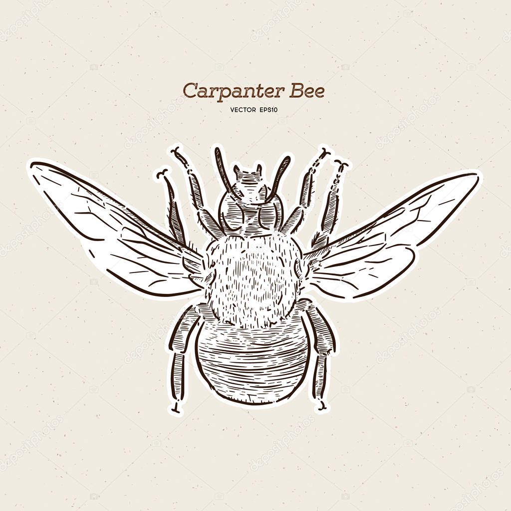 carpenter bee, vintage engraved illustration. - Vector