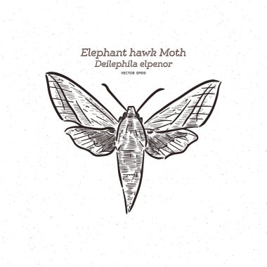 Deilephila elpenor, fil şahin güvesi, vektör.