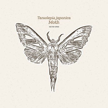 Tarsolepis japonica, Notodontidae fam'ın güvesi türüdür.