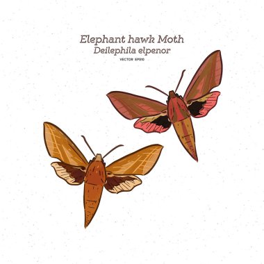 Deilephila elpenor, fil şahin güvesi, vektör.