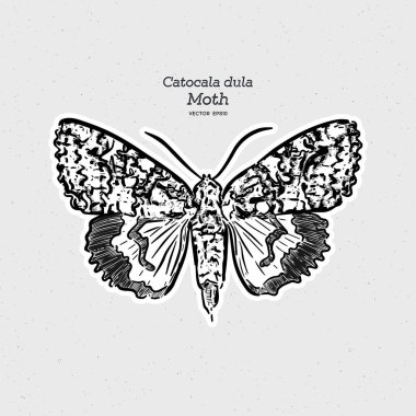 Catocala dula, Erebidae familyasının güvesi. el çizim krokisi