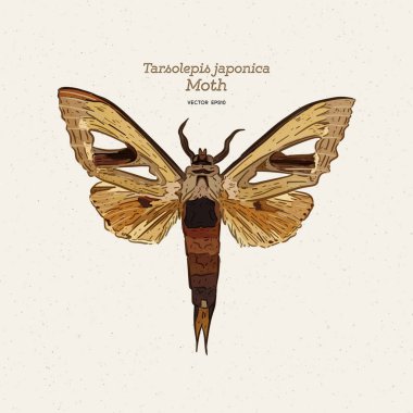 Tarsolepis japonica, Notodontidae fam'ın güvesi türüdür.