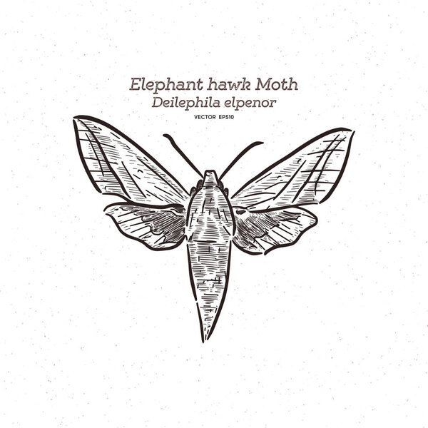 lephila elpenor, ястреб слоновый, вектор
.