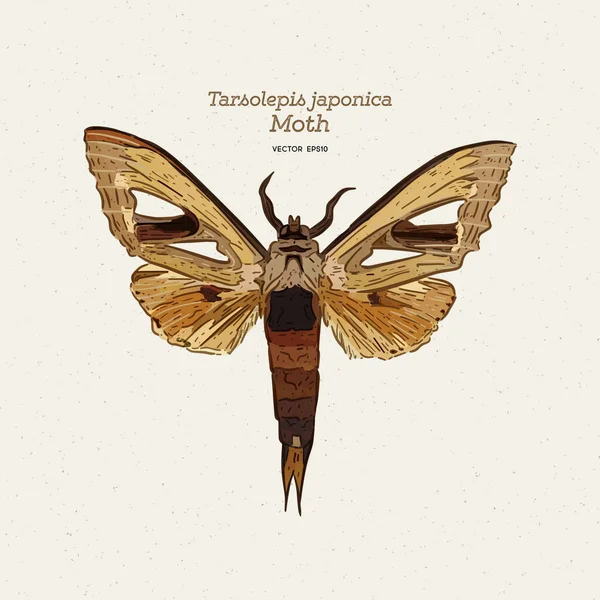 Tarsolepis japonica, Notodontidae fam'ın güvesi türüdür.