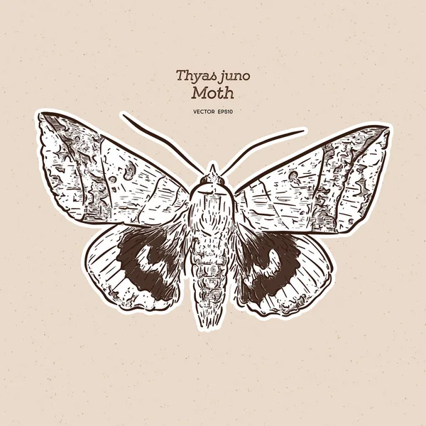 ティアス・ジュノはノクタイデ科の蛾の種です。手のドクター — ストックベクタ