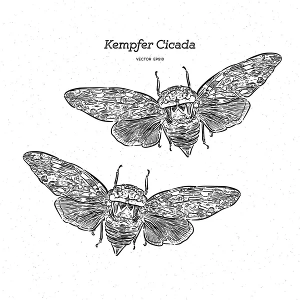 Platypleura kaempferi Cicada, Ruční kresba vektorová. — Stockový vektor
