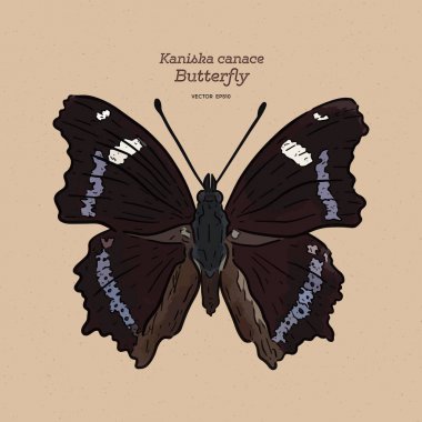 Kaniska canace, mavi amiral, bir perialid kelebek.