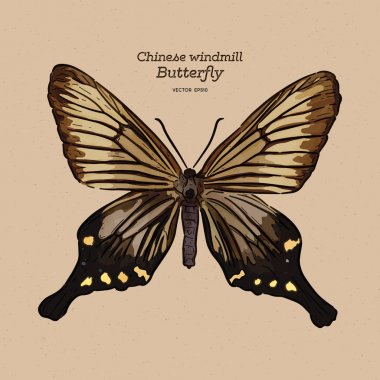 Çin yel değirmeni, papilionidae familyasından bir kelebek türü. han