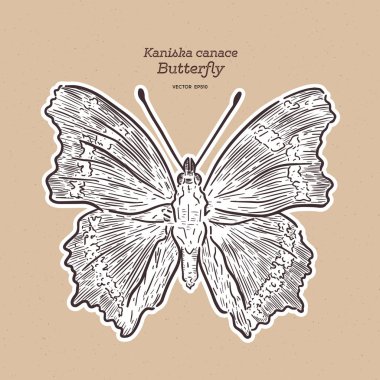 Kaniska canace, mavi amiral, bir perialid kelebek.