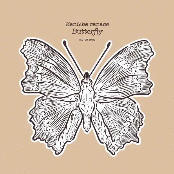 Kaniska canace, mavi amiral, bir perialid kelebek.