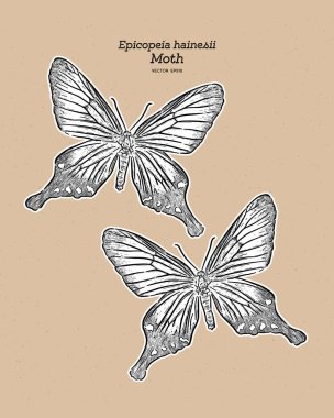 Epicopeia hainesii familyasından Epicopeiidae familyasından bir güve türü. el dr